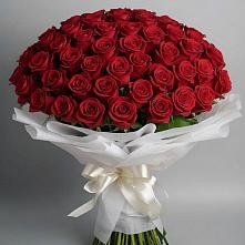 Букет 101 Красная роза Блэк Мэджик в Пиндушах